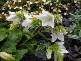 Camapnula raddeana 'Alba'